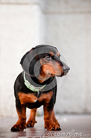 Dachshund dog in a fancy collar