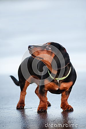 Dachshund dog in a fancy collar