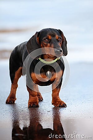 Dachshund dog in a fancy collar