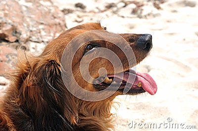 A Dachshund dog looking upward