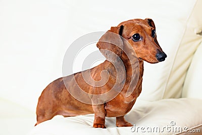 Dachshund dog on sofa