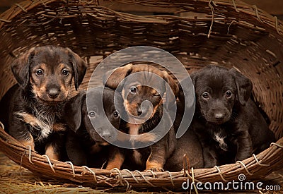 Dachshund Puppies 3 Weeks Old Stock Photography - Image ...