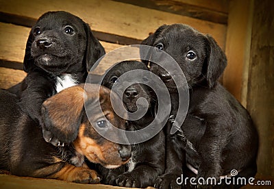 Dachshund Puppies 3 Weeks Old Royalty Free Stock Images ...