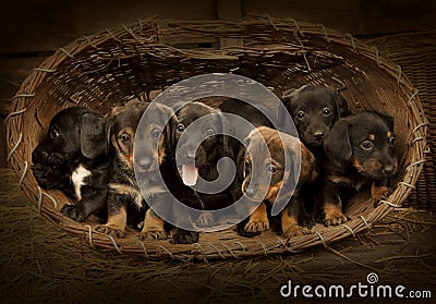 Dachshund Puppies 3 Weeks Old Stock Image - Image: 19703551