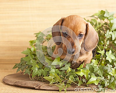 Dachshund puppy