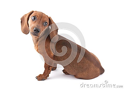 Dachshund Puppy, 3 Months Old Stock Photo - Image: 17286200