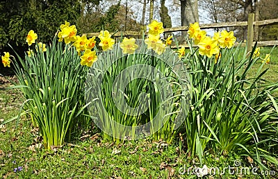 Daffodils in Countryside