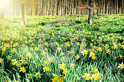 Daffodils in spring forest