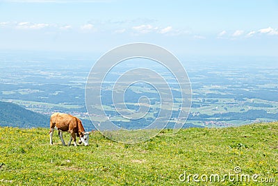 Dairy Cow Grazes in a High Alpine Meadow