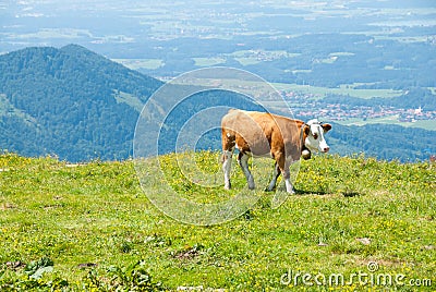 Dairy Cow Grazes in a High Alpine Meadow II