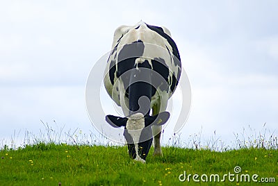 Dairy cow grazing a meadow