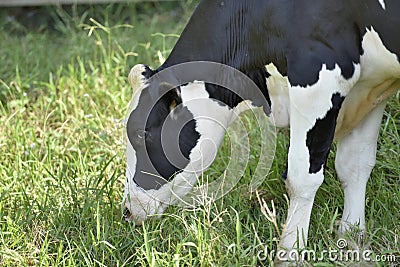 Dairy cow grazing.