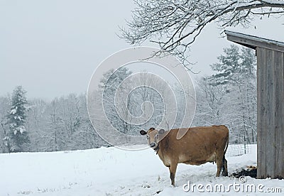Dairy Cow in the Snow