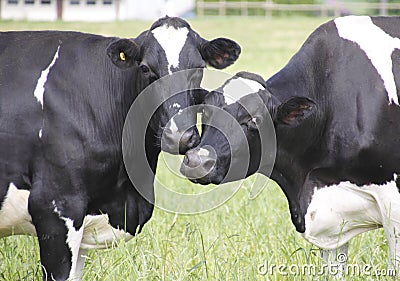 Dairy Cows Nuzzle