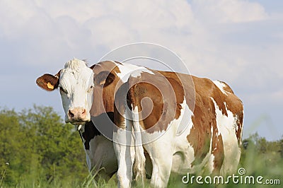Dairy Cows in Pasture