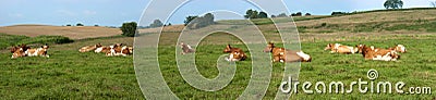 Dairy Cows Pasture Field Banner Panorama Panoramic