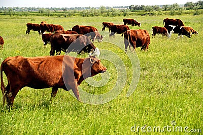 Dairy Cows in Pasture. Vibrant colors.