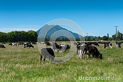Dairy farming in New Zealand