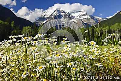 Daisies at Mount Robson provincial park, Canada