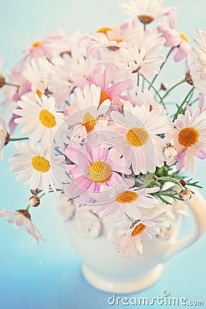 Daisy flowers