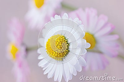 Daisy, flowers vintage background