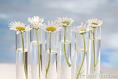 Daisy plants growing in testing tubes