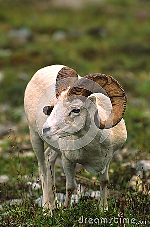 Dall Sheep Ram