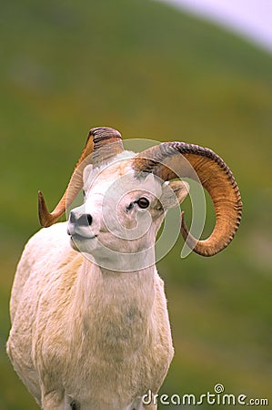 Dall Sheep Ram