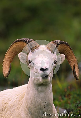 Dall Sheep Ram