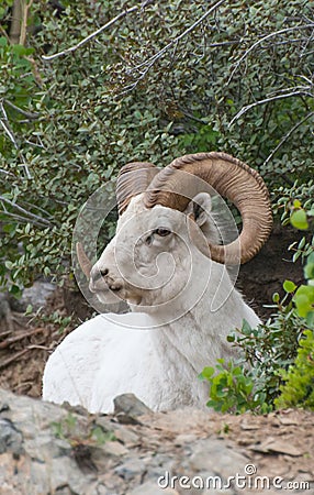 Dall Sheep Ram