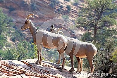 Dall Sheep in Zion National Park