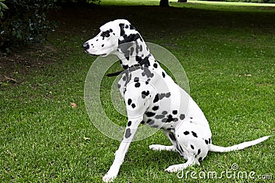 Dalmatian dog