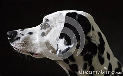 Dalmatian dog isolated on black backgound
