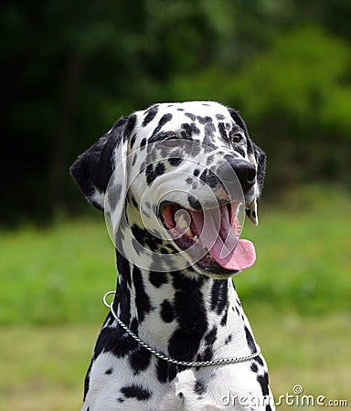 Dalmatian dog portrait outdoors