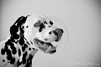 Dalmatian portrait.