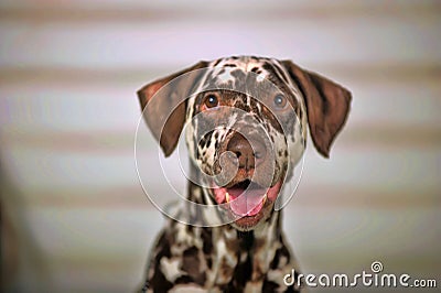 Dalmatian