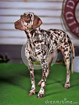 Dalmatian