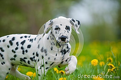 Dalmatian puppy