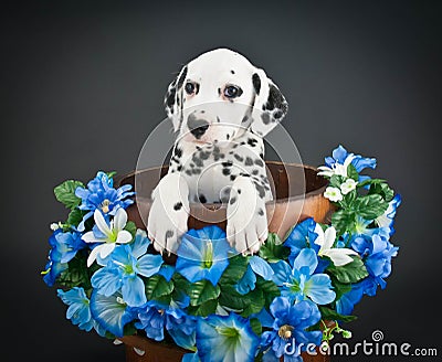 Dalmatian Puppy