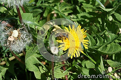 Dandelion bee