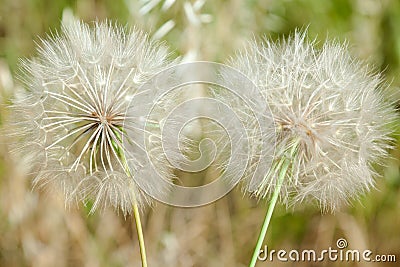 Dandelion blowball and flying seeds