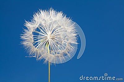 Dandelion blowball and flying seeds