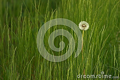 Dandelion on a green meadow