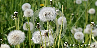 Dandelion on a green meadow background.