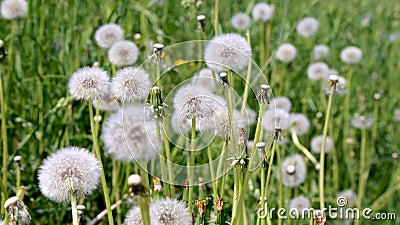 Dandelion on a green meadow background.