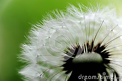 Dandelion head and seeds. marco