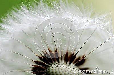 Dandelion head and seeds. marco