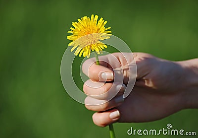 Dandelion in human hand