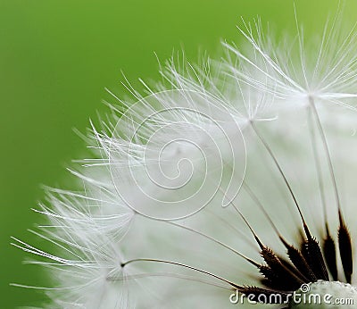 Dandelion seeds. marco