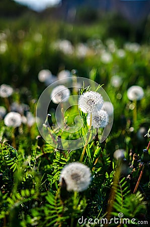 Dandelions